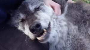 This is the Avatar Image for the HappyWolf (Russian YouTuber) AI Voice and Text to Speech Generator